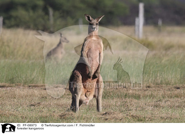forester kangaroos / FF-08973