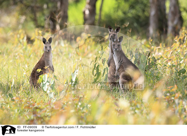 forester kangaroos / FF-09009