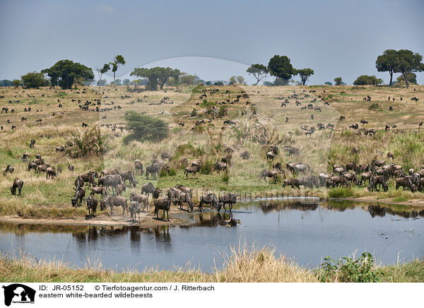eastern white-bearded wildebeests / JR-05152
