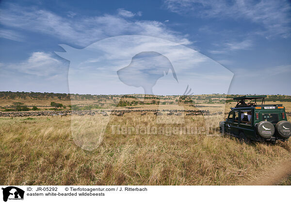 Weibartgnus / eastern white-bearded wildebeests / JR-05292