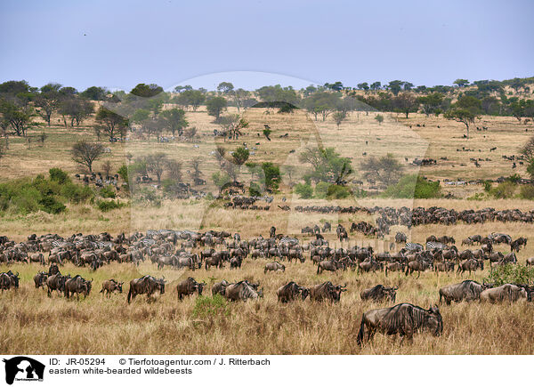 Weibartgnus / eastern white-bearded wildebeests / JR-05294