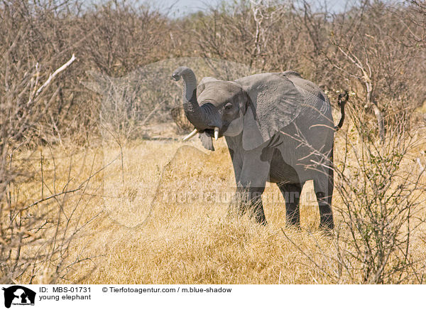 young elephant / MBS-01731