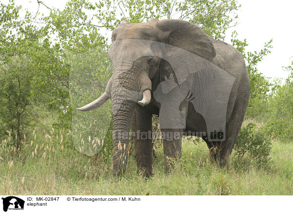 Elefant / elephant / MK-02847