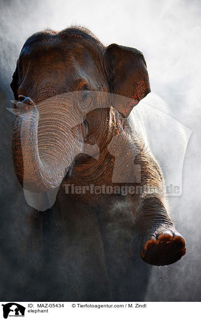 elephant / MAZ-05434