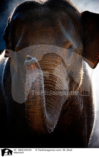 elephant / MAZ-05435