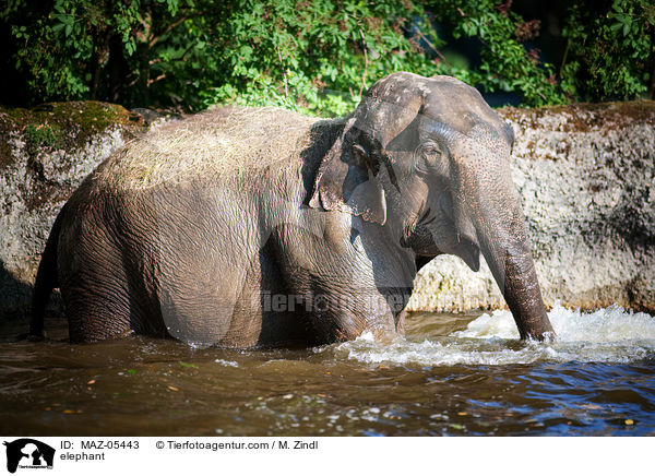 elephant / MAZ-05443