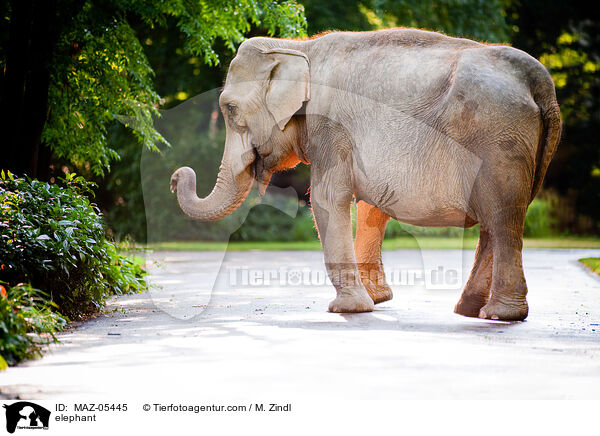 elephant / MAZ-05445