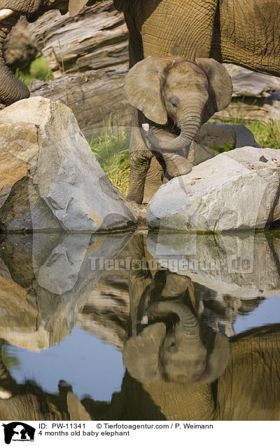4 Monate alter Baby Elefant / 4 months old baby elephant / PW-11341