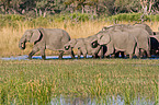 walking elephants