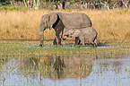 walking elephants