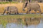 walking elephants