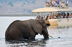 bathing elephant