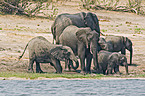 elephants