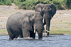 bathing elephants