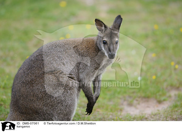 kangaroo / DMS-07061