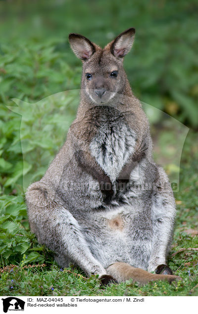 Red-necked wallabies / MAZ-04045