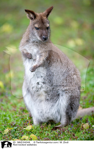 Red-necked wallabies / MAZ-04048