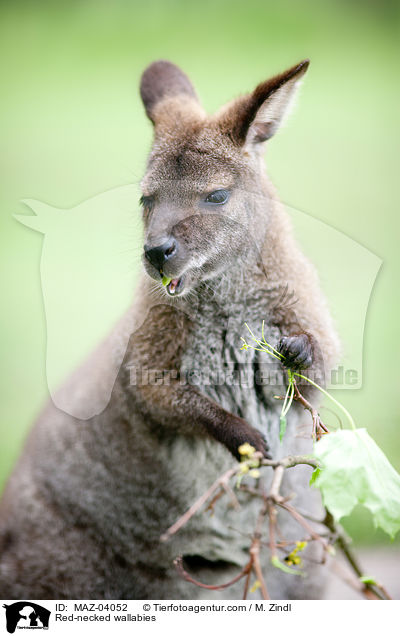Red-necked wallabies / MAZ-04052
