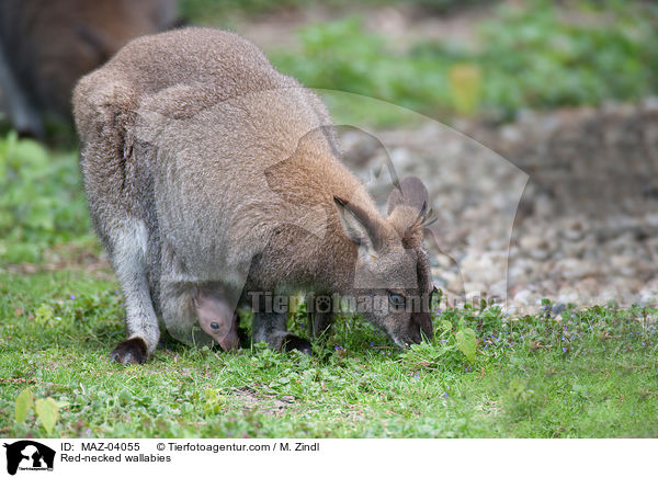 Red-necked wallabies / MAZ-04055