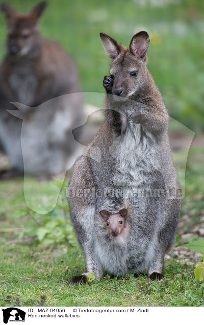 Red-necked wallabies / MAZ-04056