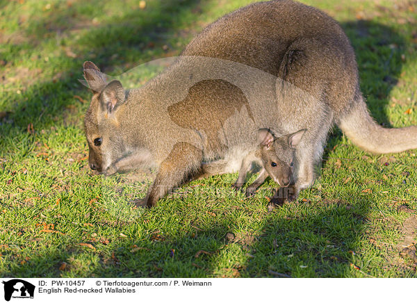 English Red-necked Wallabies / PW-10457