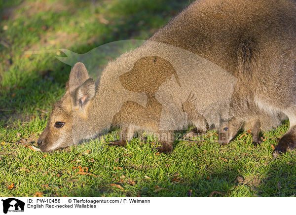 English Red-necked Wallabies / PW-10458
