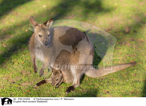 English Red-necked Wallabies / PW-10459