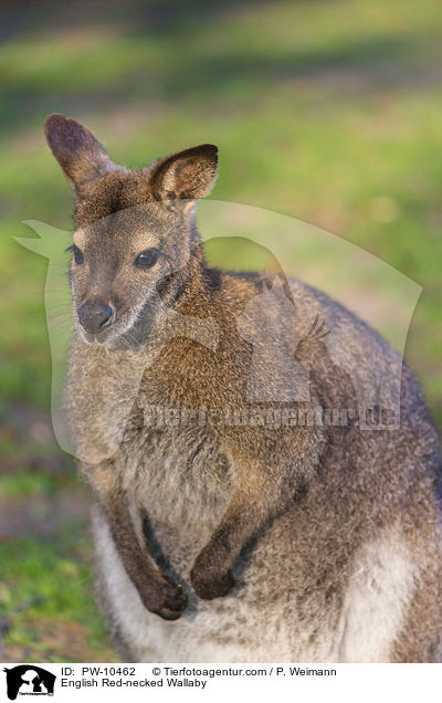 English Red-necked Wallaby / PW-10462
