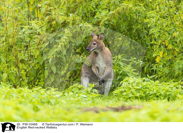 English Red-necked Wallaby / PW-10466