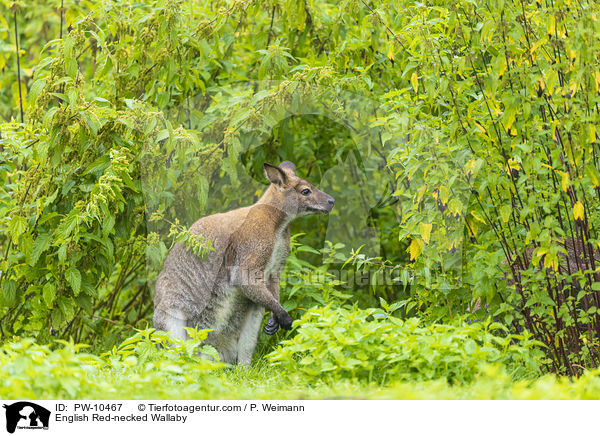 English Red-necked Wallaby / PW-10467