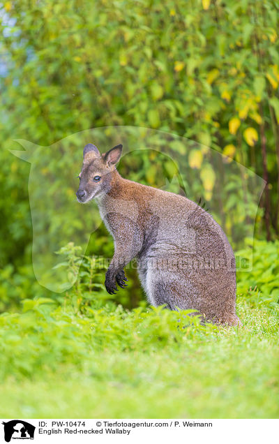 English Red-necked Wallaby / PW-10474