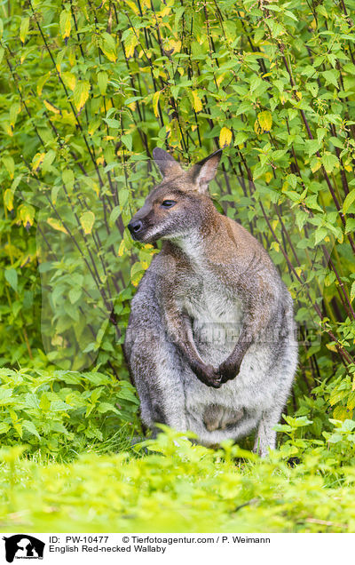 English Red-necked Wallaby / PW-10477