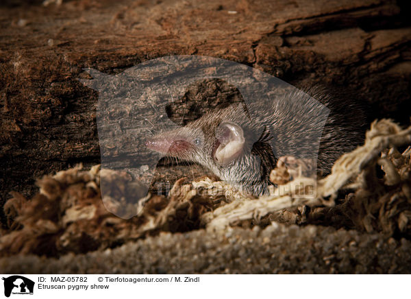 Etruscan pygmy shrew / MAZ-05782