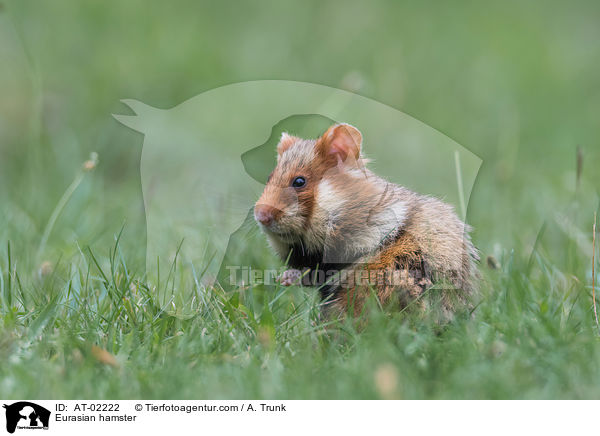 Eurasian hamster / AT-02222