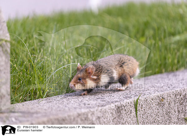 Eurasian hamster / PW-01903
