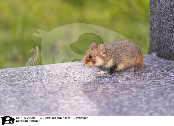 Eurasian hamster / PW-01906