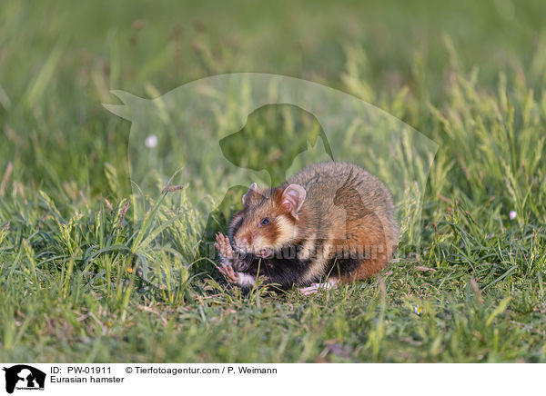 Eurasian hamster / PW-01911