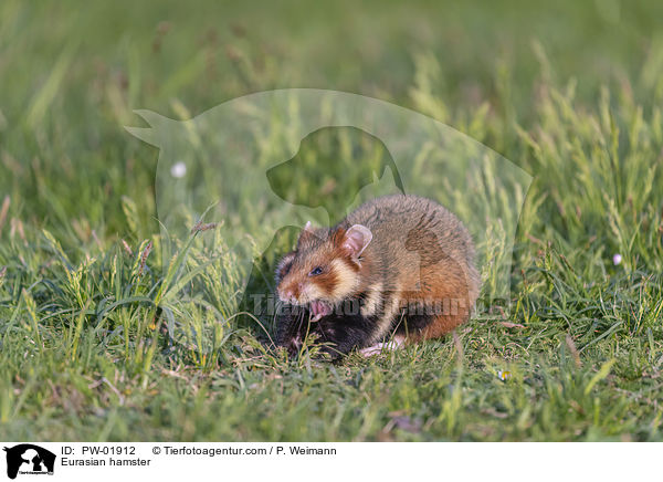 Eurasian hamster / PW-01912