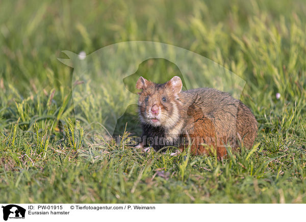Eurasian hamster / PW-01915