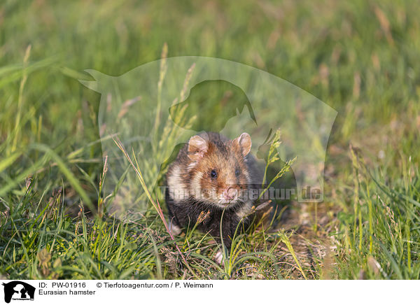 Eurasian hamster / PW-01916