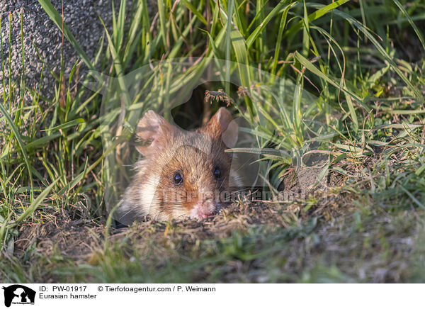 Eurasian hamster / PW-01917