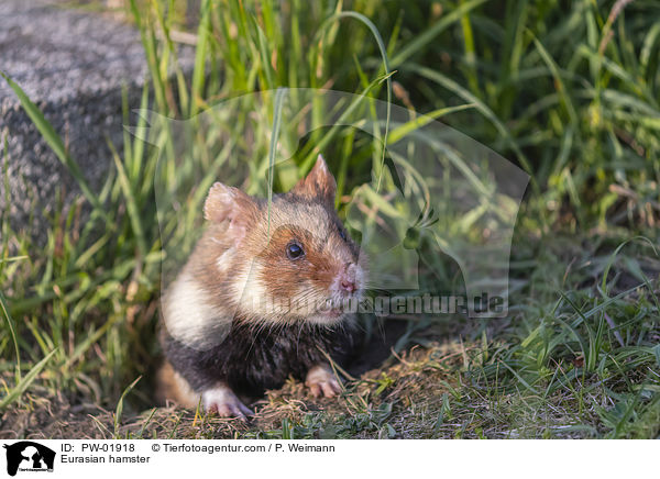 Eurasian hamster / PW-01918