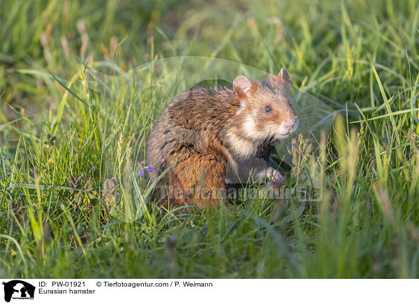 Eurasian hamster / PW-01921