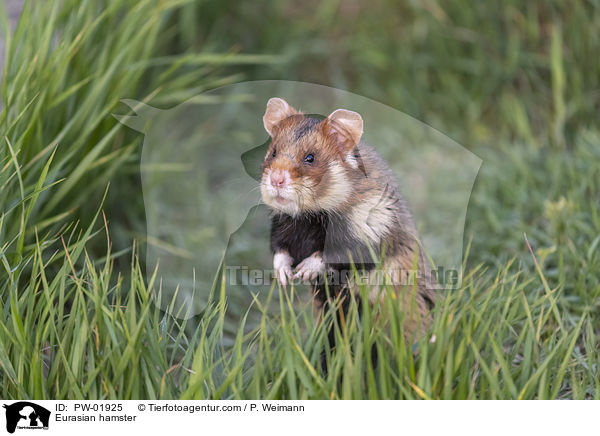 Eurasian hamster / PW-01925