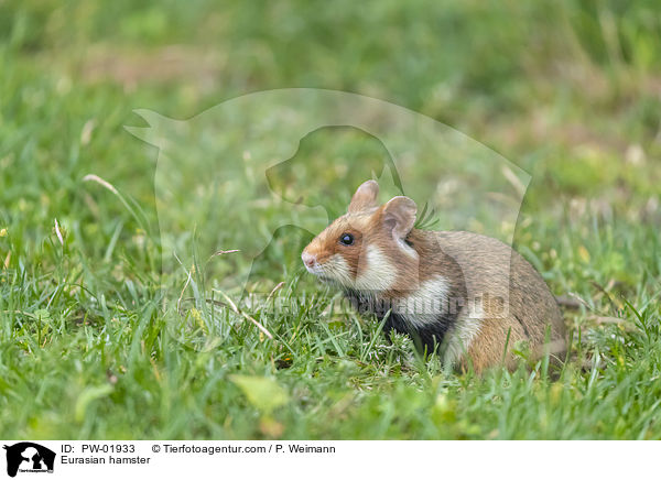 Eurasian hamster / PW-01933