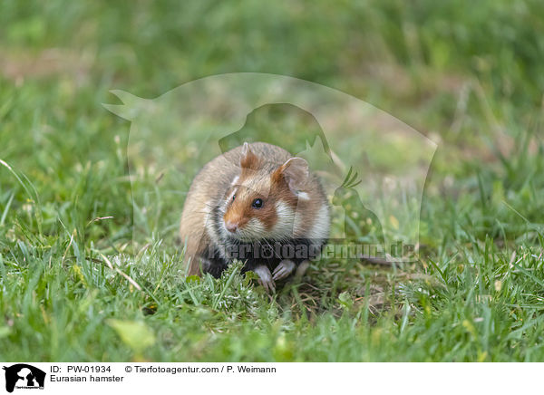 Eurasian hamster / PW-01934