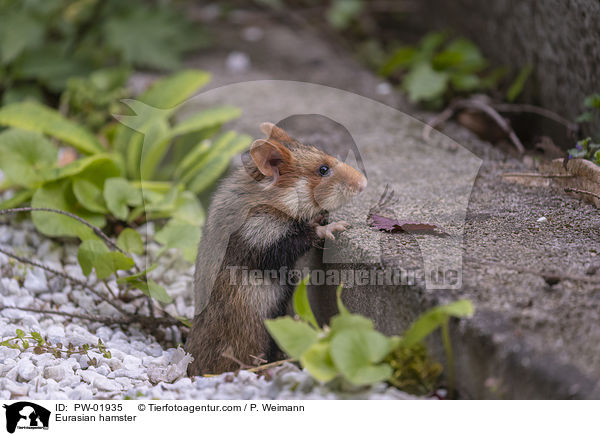 Eurasian hamster / PW-01935