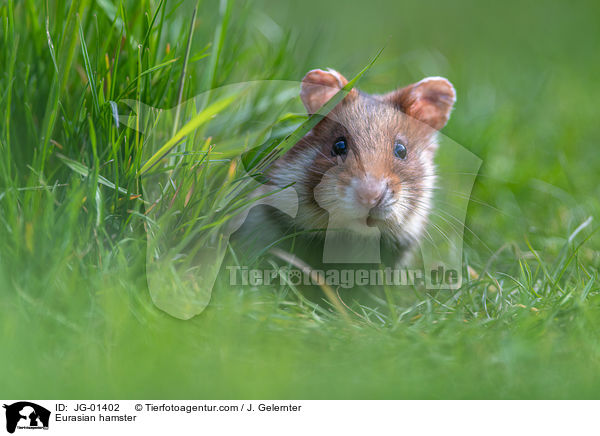 Eurasian hamster / JG-01402