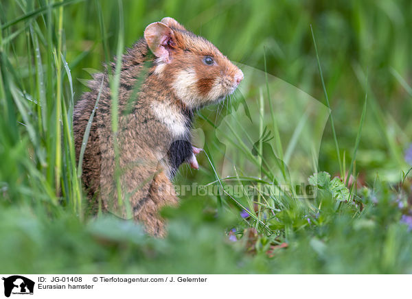 Eurasian hamster / JG-01408