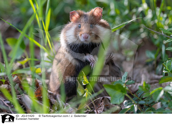 Eurasian hamster / JG-01420